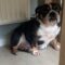 Hilarious Canines Chew Up Mom’s False Teeth | Adorable