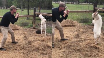 Playful-Goat-Dances-on-Hind-Legs-in-a-Joyful-Duel.jpg