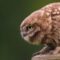 Rare Little Owl Feeding: Super Cute Up-Close Encounter! | 🦉