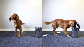 Super-Cute-Spaniel-Dog-Shows-Off-Impressive-Tricks-adorable.jpg