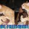 True Friendship: Puppy & Kitten Duo | Super Cute