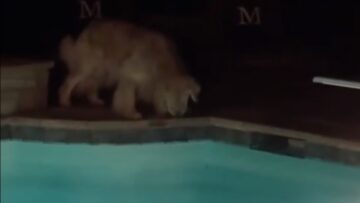 Unlikely-Pals-The-Heartwarming-Bond-Between-a-Dog-and-a.jpg