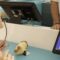 Birthday Surprise: Little Girl’s Magical Day at Jellycat Fish and Chips! | Heartwarming