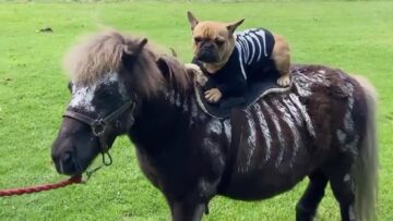 Frenchie-Mini-Horse-in-Matching-Halloween-Costumes-Super.jpg