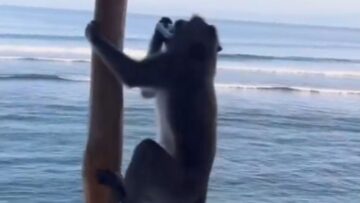 Monkey-Mayhem-Hilarious-Hotel-Takeover-by-Prankster-Monkeys-Try.jpg