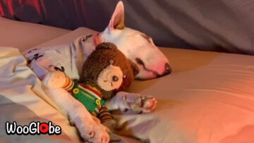 Sleepy-Pup-Snuggles-Toy-Adorable.jpg