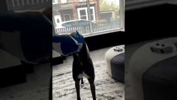 Snack-Time-Shenanigans-When-Doggos-Wrapping-Skills-Go-Hilariously-Wrong.jpg