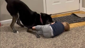 Toddler-and-Puppy-Playtime-Endless-Laughter-and-Joyful-Moments.jpg