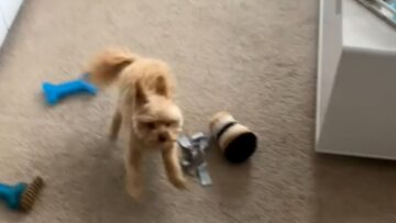 Cute-Pup-Goes-Wild-and-Zooms-Around-Table-Super.jpg