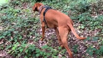 Dogs-Epic-Blunder-Pup-Thinks-Green-Water-is-Grass.jpg
