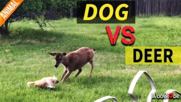 Watch-an-Adorable-Dog-Deer-Have-the-Cutest-Playtime.jpg