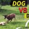 Watch an Adorable Dog & Deer Have the Cutest Playtime Ever | Super Cute!