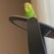 Adorable Parrot’s Heart Melts for Spinning Mirror Magic | Heartsome