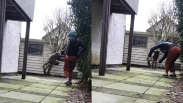 Incredible-Athletic-Dog-Leaps-to-New-Heights-You-Wont-Believe.jpg