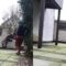 Incredible Athletic Dog Leaps to New Heights! You Won’t Believe These Jumps! | Super Cute