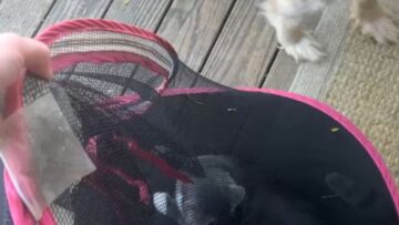 Kittens-Take-Over-A-Wild-Tent-Adventure-Filled-with-Feline.jpg