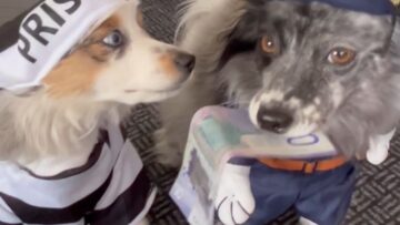 Officer-Pup-Saves-the-Day-Catching-the-Sneaky-Thief-Dog.jpg