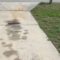 Unexpected Baby Alligator Adventure in Florida Driveway! | Super Cute
