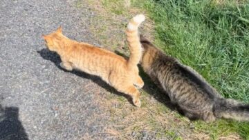Unexpected-Cat-vs-Dog-Showdown-Adorable-Playful-Dogs-Get-a.jpg