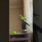 Watch This Adorable Parrot Get Enchanted by Its Spinning Reflection! | Super Cute