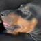 Adorable Manchester Terrier Puppy Dreaming of Milk – Pure Joy in Every Snuggle | Heartsome