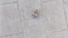 Bird-Takes-a-Dive-The-Sewer-Slip-Up-You-Didnt-See.jpg