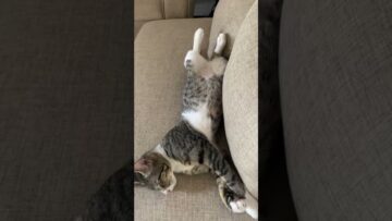 Cant-Stop-Laughing-Hilarious-Cat-Adventures-That-Will-Melt-Your.jpg