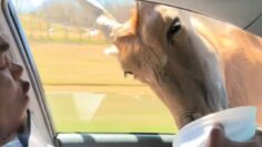 Drive-Through-Madness-Hilarious-Safari-Shenanigans-Await-Try-Not-to.jpg