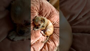 From-Tiny-Pup-to-Playful-Wonder-A-Paw-some-Journey-of.jpg
