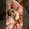 From Tiny Pup to Playful Wonder: A Paw-some Journey of Love! | Heartwarming