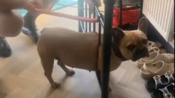 Heartwarming-Rescue-French-Bulldog-Struggles-in-Bed-Frame-Bars.jpg