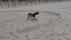 Paw-some-Pup-Pulls-a-Sneaky-STUNT-on-a-Pigeon-in.jpg