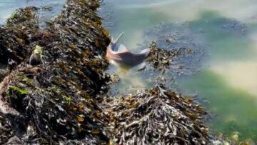 Smooth-Hound-Fishs-Heartwarming-Journey-Rescued-and-Returned-to-the-Sea.jpg