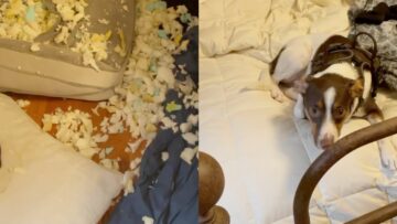 Watch-This-Adorable-Dogs-Guilty-Face-After-Chewing-His-Own.jpg